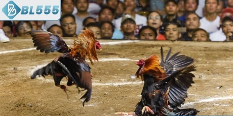 Đá gà BL555 cung cấp các trận chọi kê chất lượng